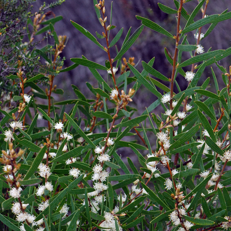 Hakea ambigua whole