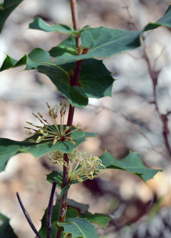 Hakea amplexicaulis close