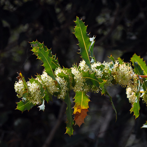 Hakea amplexicaulis whole