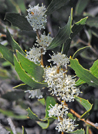 Hakea anadenia close