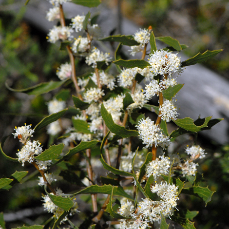 Hakea anadenia whole