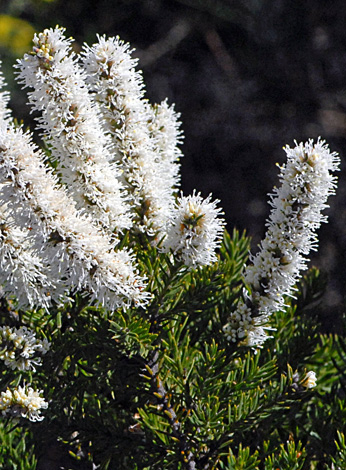 Hakea costata close