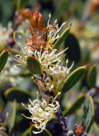 Hakea cygna ssp cygna close