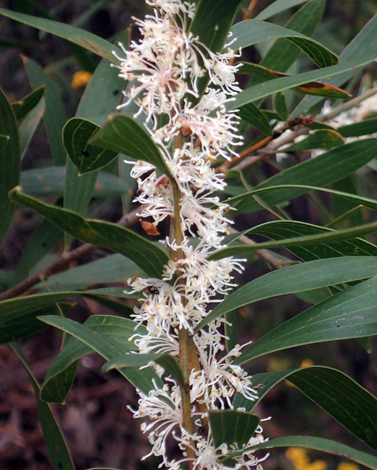 Hakea dactyloides close
