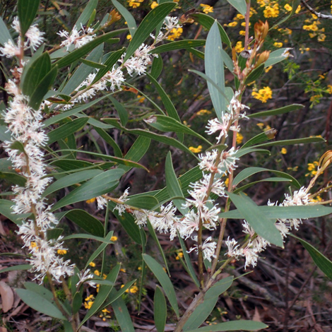 Hakea dactyloides whole