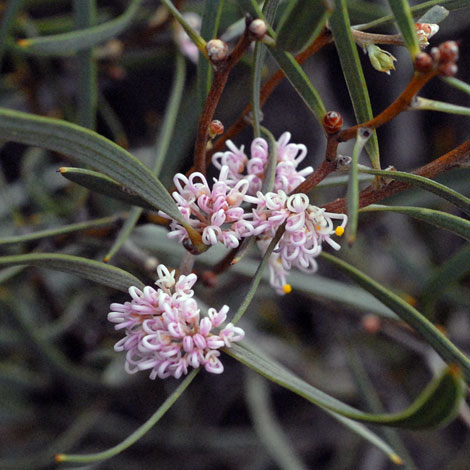 Hakea erecta close