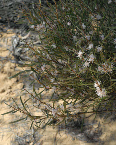 Hakea erecta whole