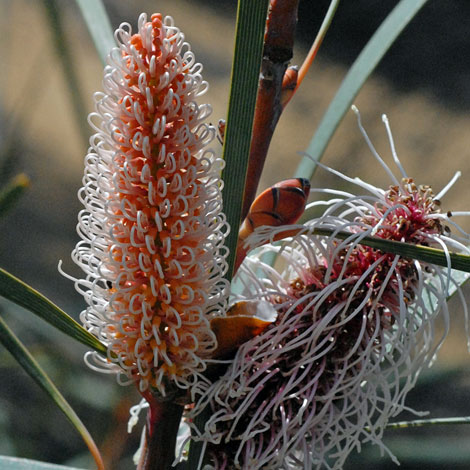 Hakea francisiana close