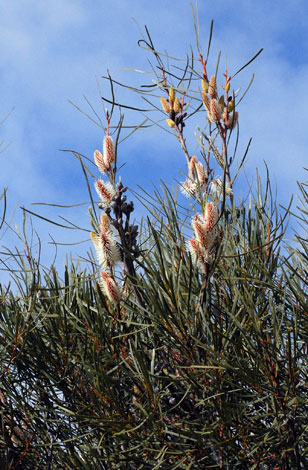 Hakea francisiana whole
