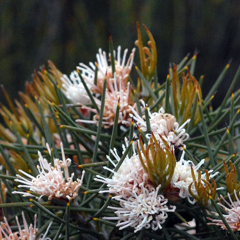 Hakea gilbertii close