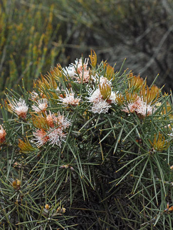 Hakea gilbertii whole