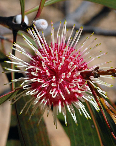 hakea laurina pincushion endemic