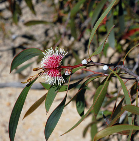 hakea laurina pincushion