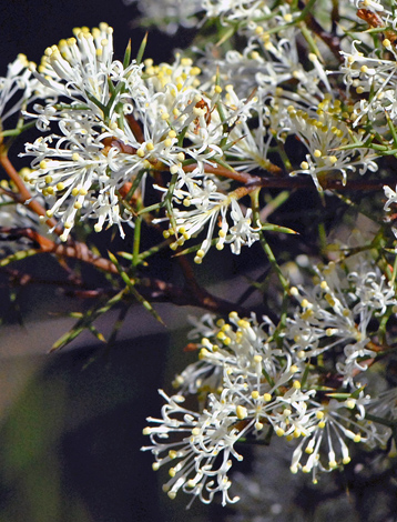 Hakea lissocarpha close