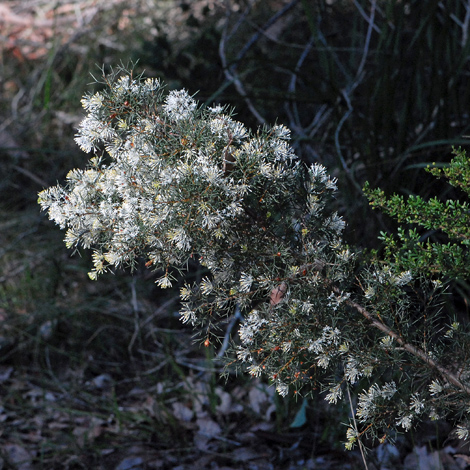 Hakea lissocarpha whole