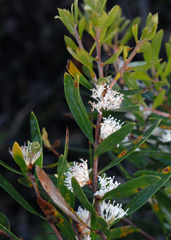 Hakea oleifolia close