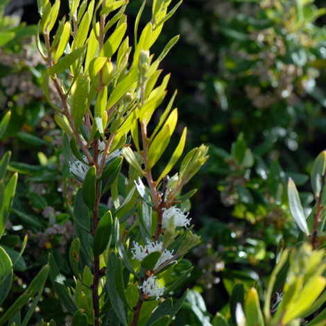 Hakea oleifolia whole