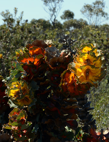 Hakea victoria close