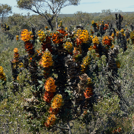 Hakea victoria whole