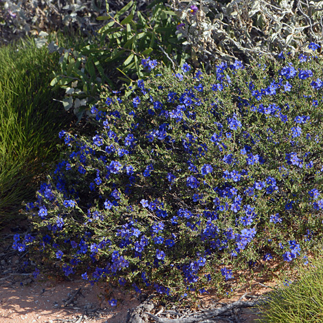 Halgania littoralis whole