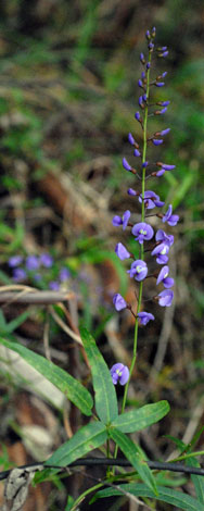Hardenbergia comptoniana spike