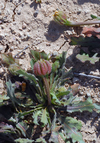 Hedypnois cretica whole