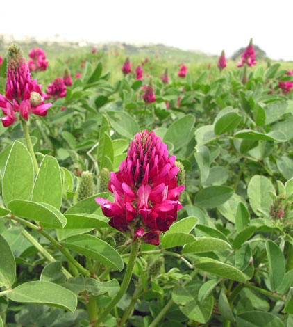 Hedysarum coronarium whole