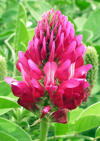 Hedysarum coronarium close