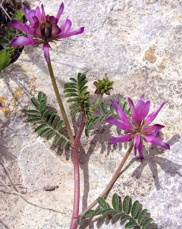 Hedysarum glomeratum