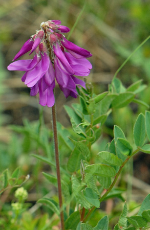 Hedysarum hedysaroides close