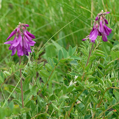 Hedysarum hedysaroides whole