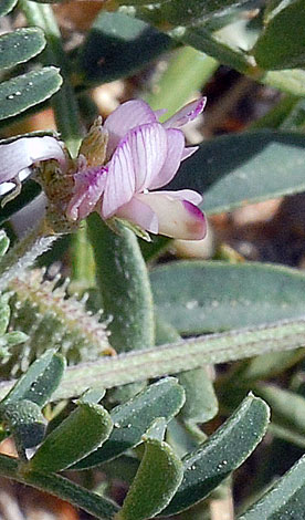 Hedysarum spinosissimum flower close