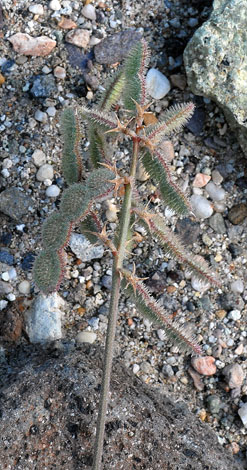 Hedysarum spinosissimum fruit