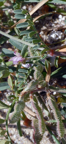 Hedysarum spinosissimum whole
