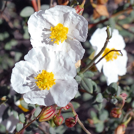 Helianthemum almeriense close