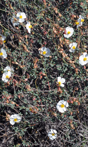 Helianthemum almeriense whole