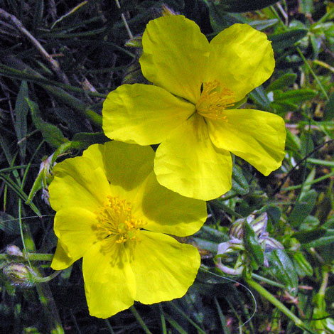 Helianthemum nummularium close