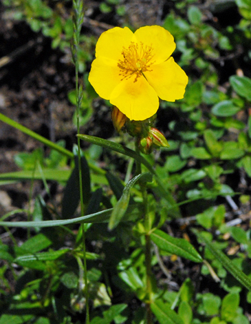 Helianthemum nummularium whole Europe
