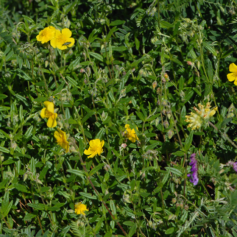Helianthemum nummularium whole Europe