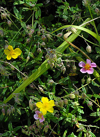 Helianthemum nummularium whole