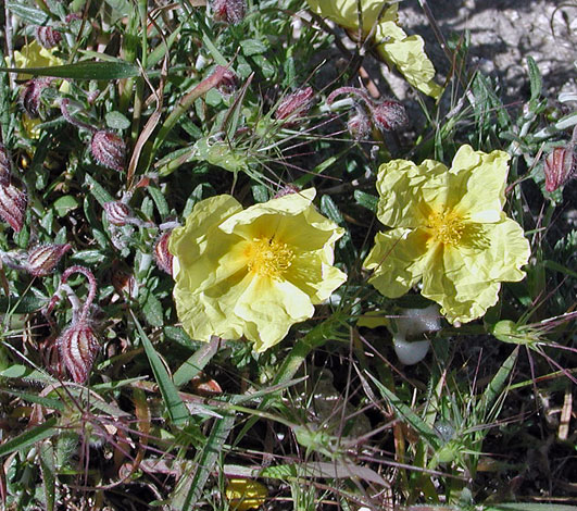 Helianthemum obtusifolium