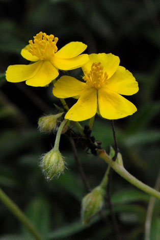 Helianthemum oelandicaum ssp alpestre close