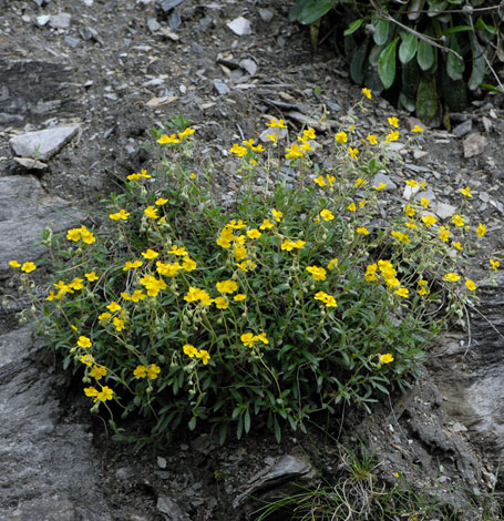 Helianthemum oelandicaum ssp alpestre whole