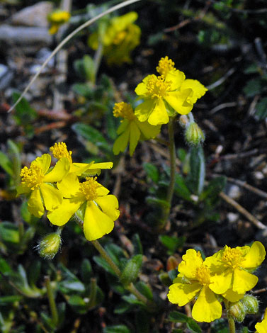 Helinathemum oelandicum ssp incanum close