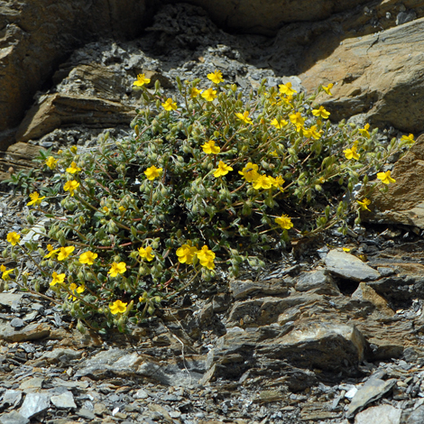 Helianthemumoelandicum whole europe