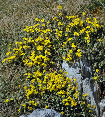 Helinathemum oelandicum ssp incanum whole