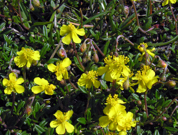 Helienathemum oelandicum ssp levigatum