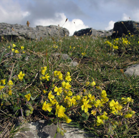 Helianthemum oelandicum ssp piloselloides whole