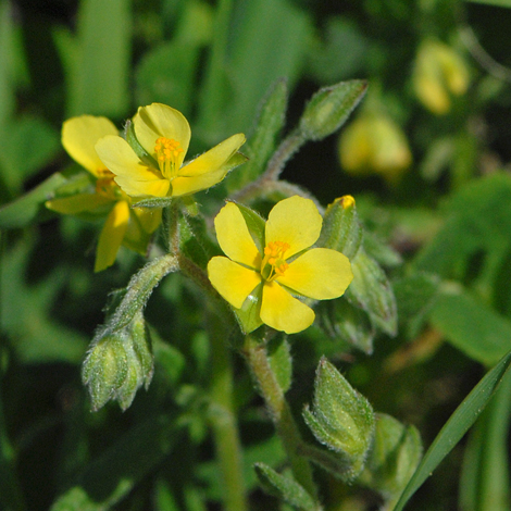 Helianthemum salicifolium close