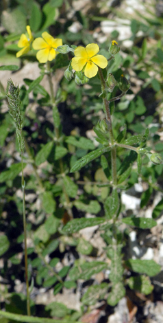 Helianthemum salicifolium whole